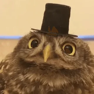 🎩 emoji The Owl Society :: @Trudodaga Telegram sticker 13 of 50