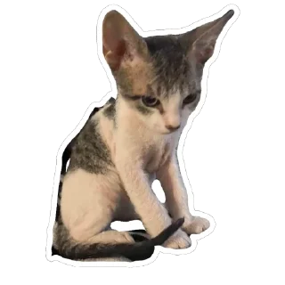 🙁 emoji Айоська Telegram sticker 10 of 14