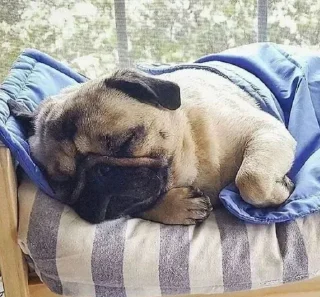 😴 emoji puggram Telegram sticker 5 of 71