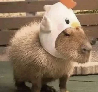 😮 emoji Капибарочки😍 Telegram sticker 16 of 34