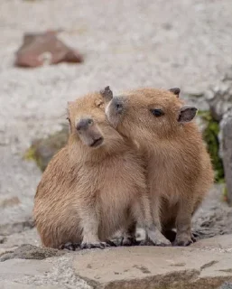 🥰 emoji Капибарочки😍 Telegram sticker 19 of 34