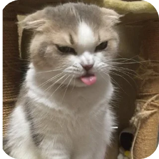 😛 emoji 🫶🫶🫶 Telegram sticker 6 of 52