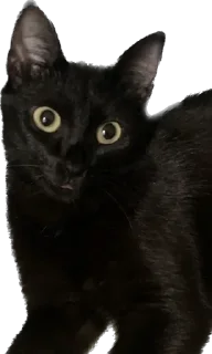 😋 emoji лютик жопа попа Telegram sticker 24 of 69