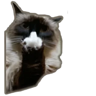 🖕 emoji лютик Telegram sticker 19 of 35