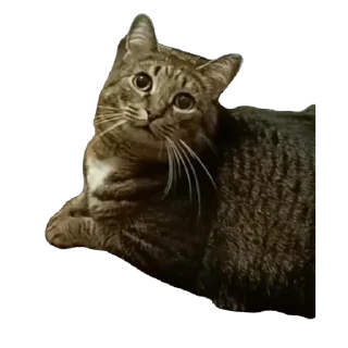 🫥 emoji вася Telegram sticker 6 of 55