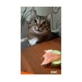 🫥 emoji вася Telegram sticker 18 of 55