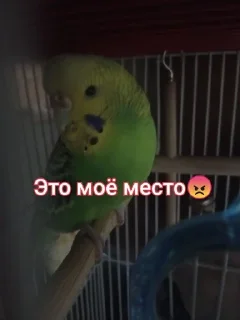 🌟 emoji Волнистик Вася Telegram sticker 15 of 15