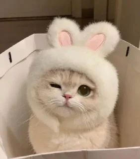 Sticker from Cute Kitties