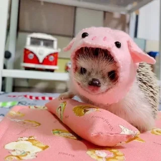 🦔 emoji Ежики Telegram sticker 24 of 31