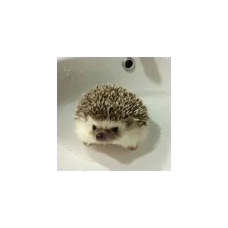 😄 emoji Ежики Telegram sticker 5 of 11