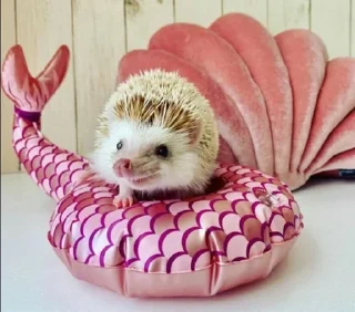 🦔 emoji Ежики Telegram sticker 10 of 31