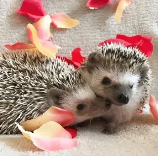 🦔 emoji Ежики Telegram sticker 20 of 31