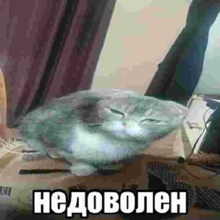🌟 emoji Кабан Telegram sticker 11 of 43