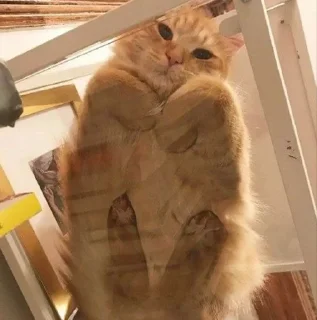 🌟 emoji котейки Telegram sticker 11 of 63