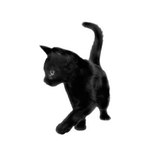 🐈‍⬛ emoji 🐈‍⬛Adam Murray 🐈‍⬛ Telegram sticker 6 of 18