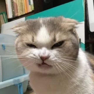 🥴 emoji суджин Telegram sticker 22 of 67