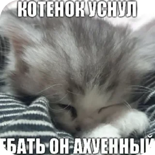 😴 emoji коты ебучие Telegram sticker 15 of 69