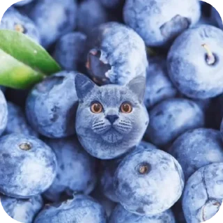 🫐 emoji коты ебучие Telegram sticker 18 of 69