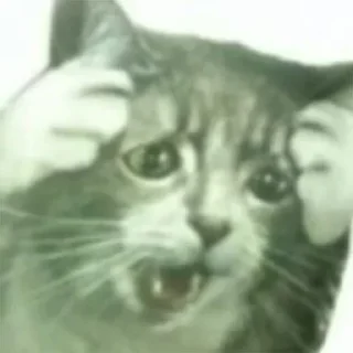 🙀 emoji коты ебучие Telegram sticker 20 of 69