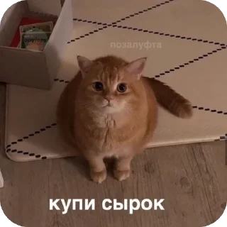 🫥 emoji Котики на все случаи Telegram sticker 21 of 120
