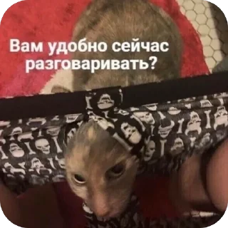 🫥 emoji Котики на все случаи Telegram sticker 18 of 120