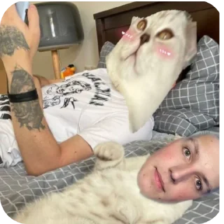 🐱 emoji завертин правит миром Telegram sticker 8 of 24