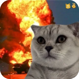 🐱 emoji завертин правит миром Telegram sticker 12 of 24