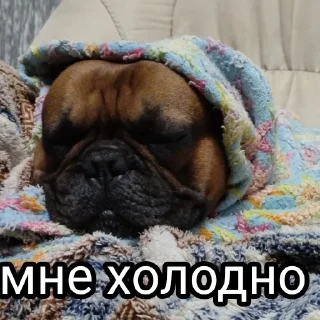 🥶 emoji Жора Telegram sticker 18 of 61
