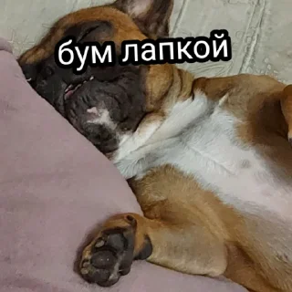 😡 emoji Жора Telegram sticker 14 of 61