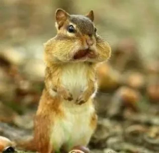 🐿 emoji Белка Хо. Telegram sticker 5 of 19