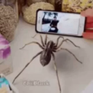 🕷 emoji сон деда Telegram sticker 2 of 86