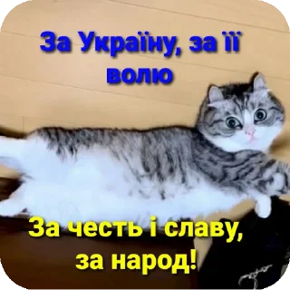🐱 emoji Aryan cats Telegram sticker 16 of 51