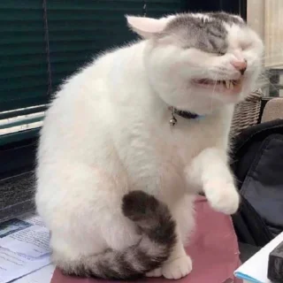 😬 emoji Cats&cats&cats&cats Telegram sticker 20 of 55