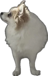 🌟 emoji Мои собаки Telegram sticker 10 of 89