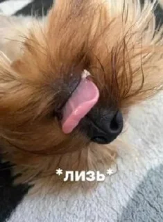 Sticker from Ричи не рычи