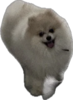 🌟 emoji Мои собаки Telegram sticker 16 of 89