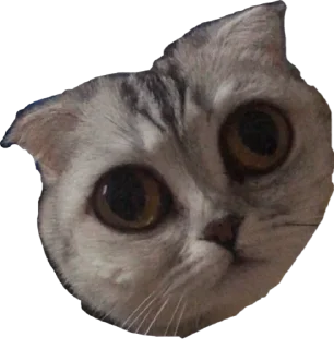 Sticker from лил бичь