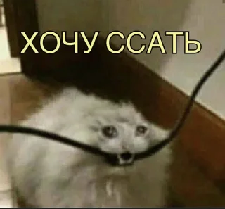 😭 emoji ёпаш мать Telegram sticker 12 of 38