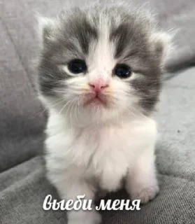 😭 emoji ёпаш мать Telegram sticker 9 of 38