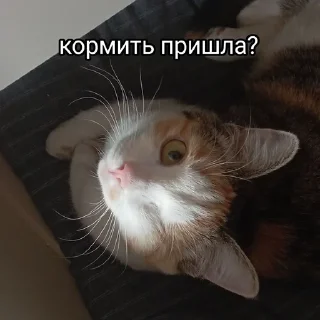 👀 emoji Китолицизм Telegram sticker 9 of 33