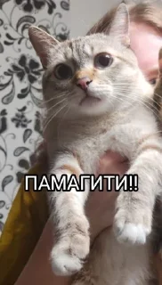 🥲 emoji Китолицизм Telegram sticker 12 of 33