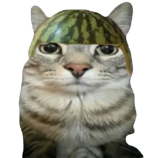 🫥 emoji Кот тупой Telegram sticker 6 of 32