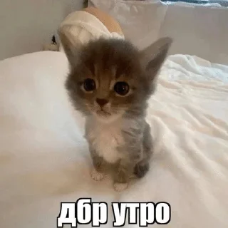 🌟 emoji делиqqe Telegram sticker 18 of 120