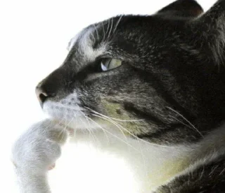 🤔 emoji Олд манита Telegram sticker 1 of 120