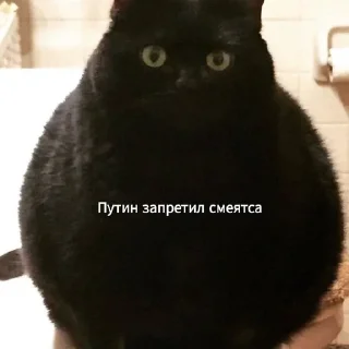 🫢 emoji котёночек Telegram sticker 12 of 50