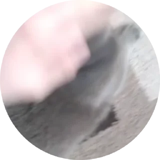 🌟 emoji Barsic video🐈🐈🐈 Telegram sticker 6 of 17