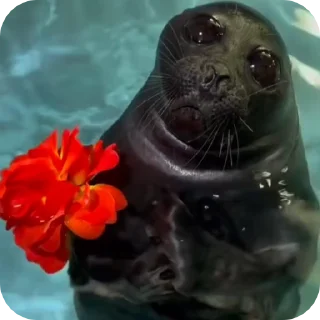 🌹 emoji тюлєнчікіііі іриии :: @sealnyashka Telegram sticker 23 of 55