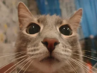 Sticker from Котов Водителей пак