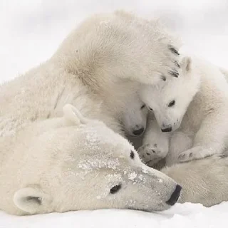 🐻‍❄️ emoji Белые Мишки @stikirstipo Telegram sticker 15 of 16