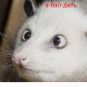 😨 emoji Ох уж эти опоссумы @gogdnota Telegram sticker 7 of 45
